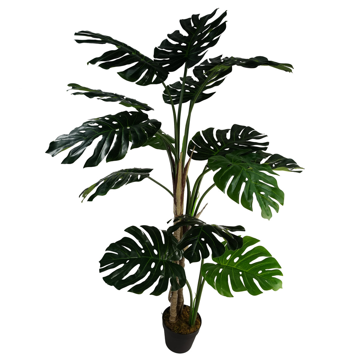 black monstera plant 150cm (5ft) Luxury Monstera Plant Black Pot – Woven Wood