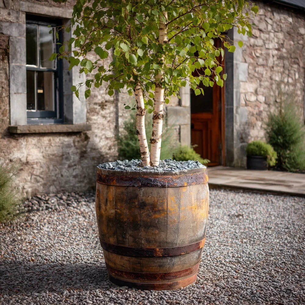 oak barrel plant pots 65-70cm Rustic 3/4 Barrel Oak Tree Planter – Woven Wood