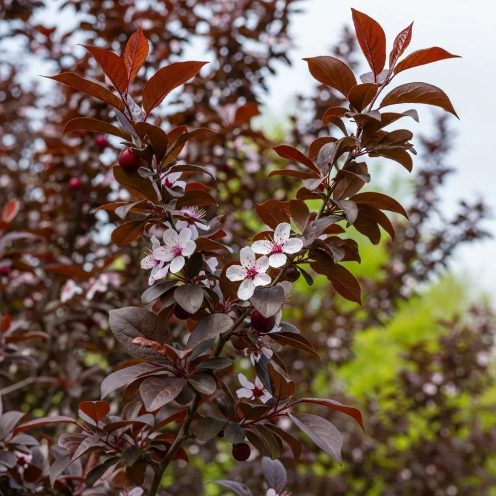 5ft Black Cherry Plum Tree | Prunus cerasifera 'Nigra' | Bare Root