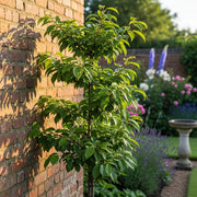 Cordon 'Victoria' Plum Tree | 5ft | Bare Root
