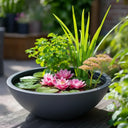 Wildlife Pond In A Pot | Complete Kit with Bowl, Plants & Fountain