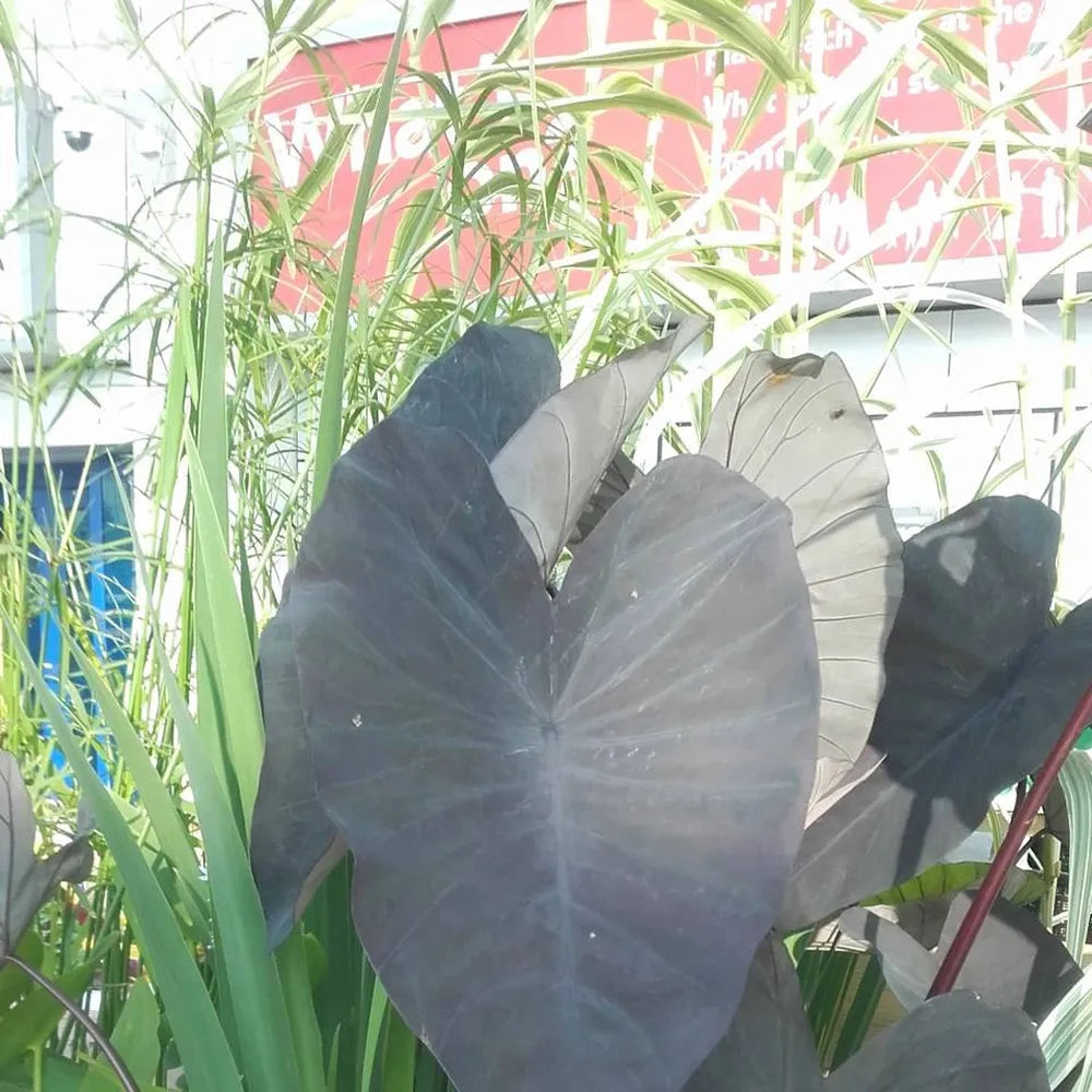 black elephant ear plant uk Colocasia esculenta ‘Black Magic’ | ‘Black Magic’ elephant ear (taro)