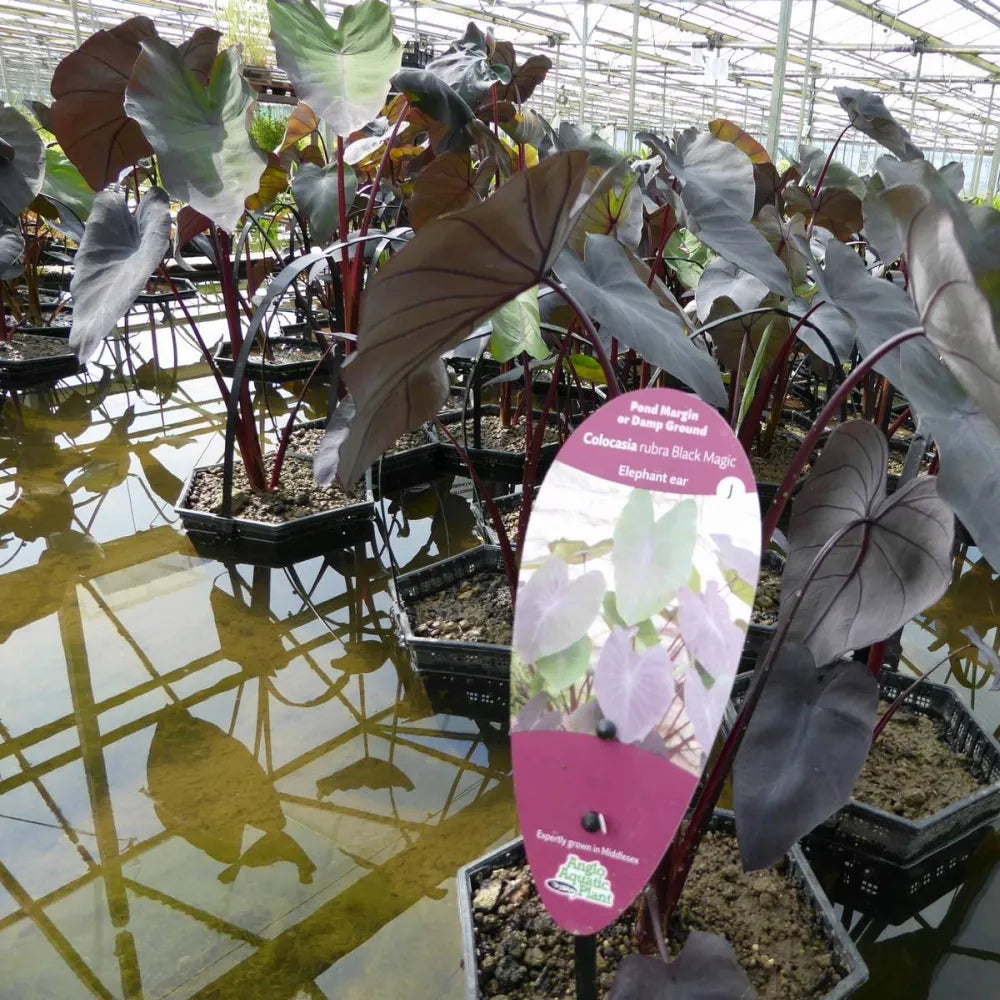 black elephant ear plant uk Colocasia esculenta ‘Black Magic’ | ‘Black Magic’ elephant ear (taro)