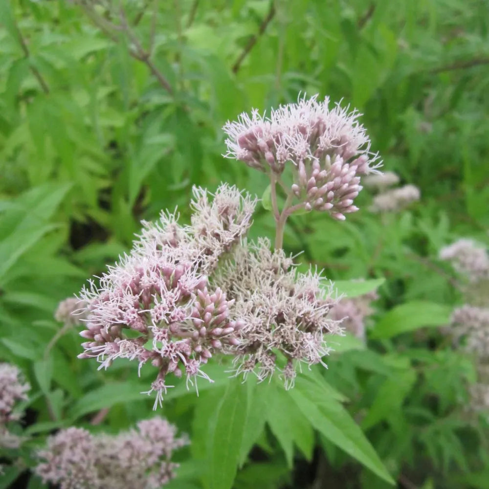 Eupatorium cannabinum | Hemp agrimony