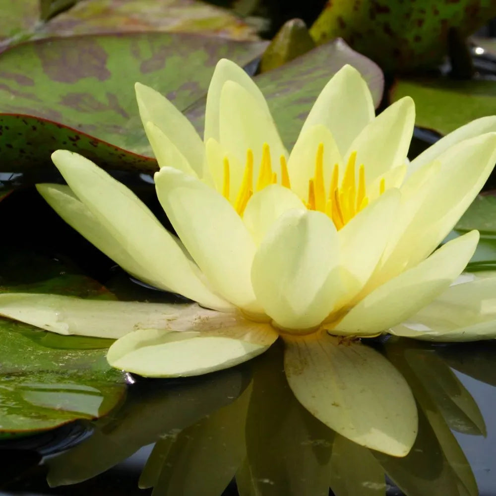Wasserlilie Nymphaea 'Marliacea Chromatella' gelb