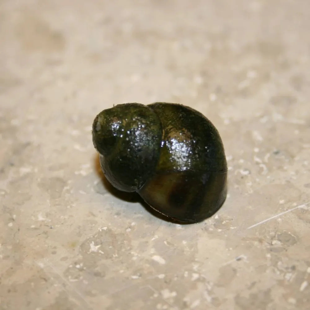 Trapdoor Snails Viviparus viviparus Trapdoor Pond Snails Woven Wood