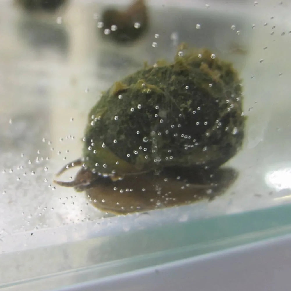 Trapdoor Snails Viviparus viviparus Trapdoor Pond Snails Woven Wood