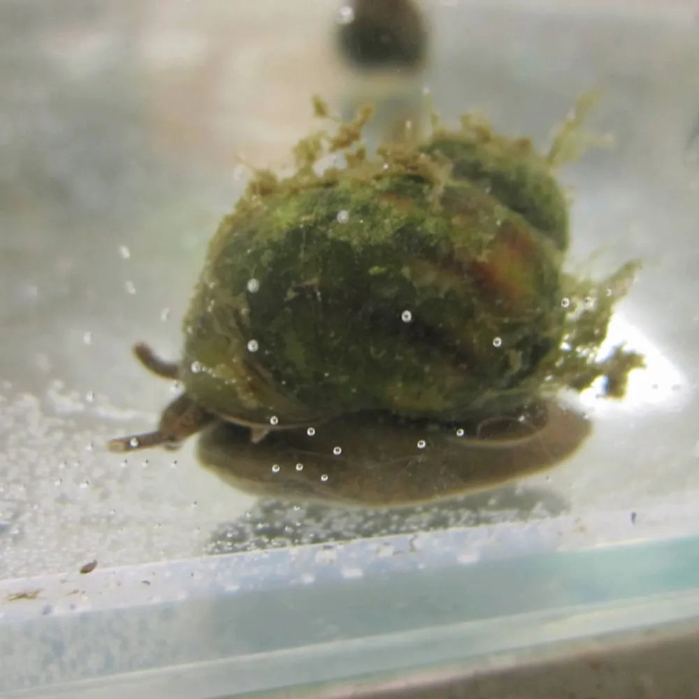 Trapdoor Snails Viviparus viviparus Trapdoor Pond Snails Woven Wood