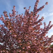 8ft Standard 'Royal Burgundy' Purple Leaf Cherry Blossom Tree | Mature Bare Root | 8/10cm Girth