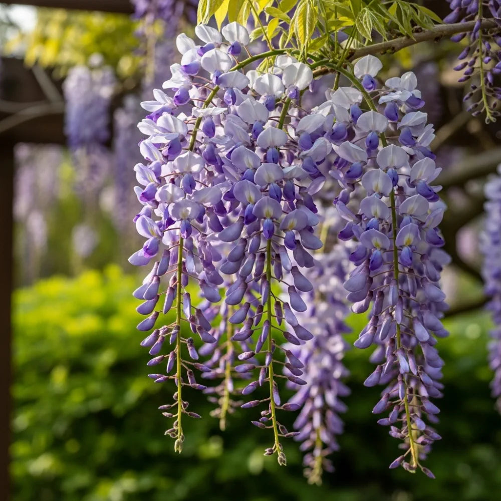 3ft Grafted Japanese Wisteria | Wisteria floribunda 'Macrobotrys'