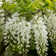 2 White Wisteria | Wistetia sinensis 'Alba' | 2L Pots
