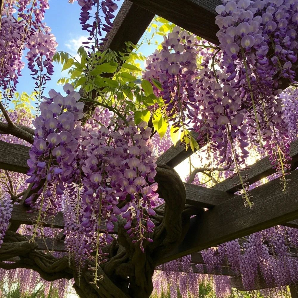 6ft Mature Grafted Chinese Wisteria | Wisteria Sinensis | 9L Pot