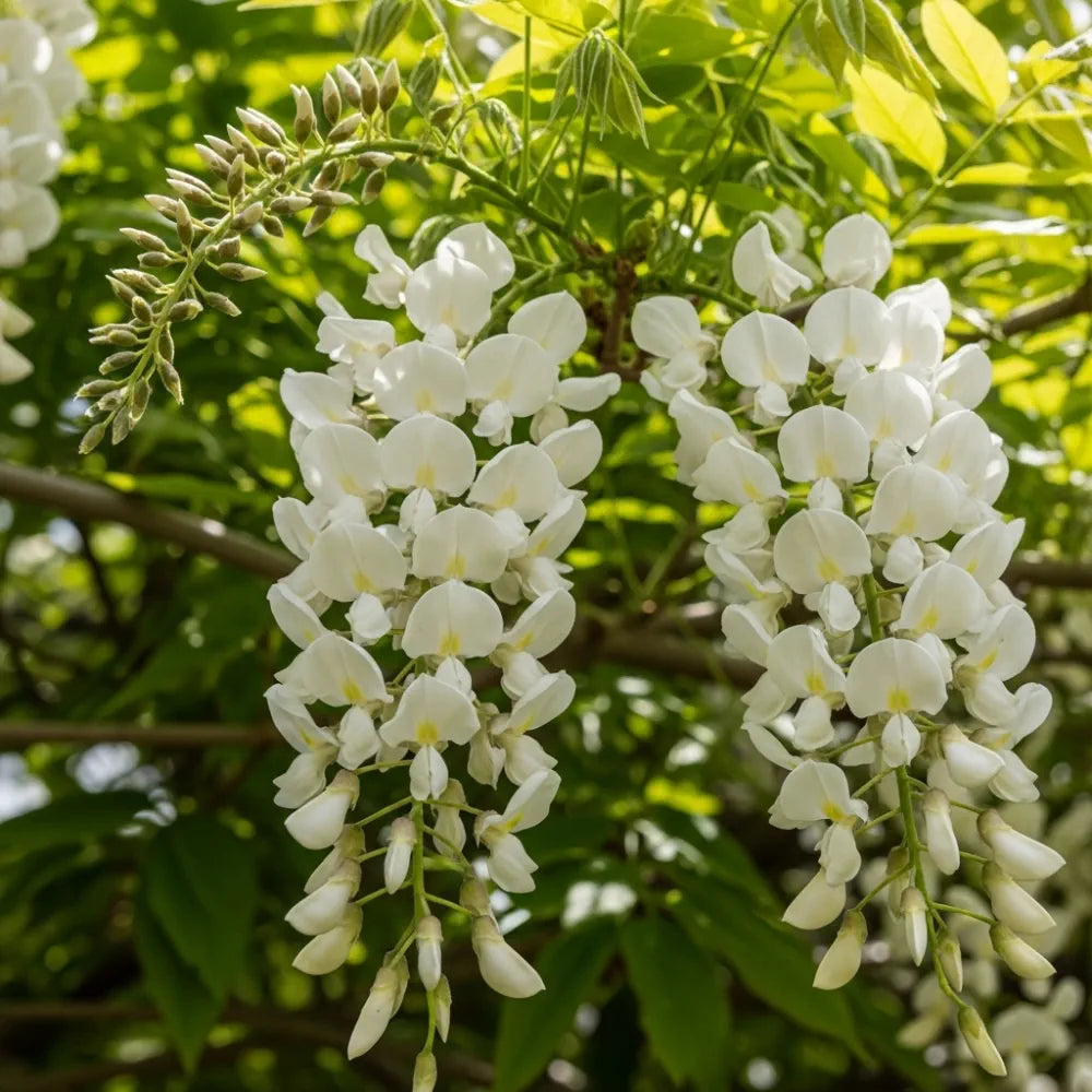 4 White Japanese Wisteria | Wisteria floribunda 'Alba'