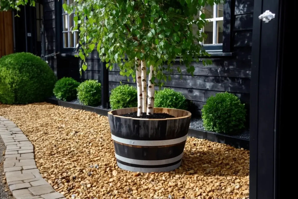 tree in oak barrel planter