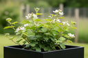 Blackberry Plant in Planter