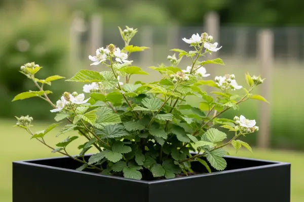 Blackberry Plant in Planter