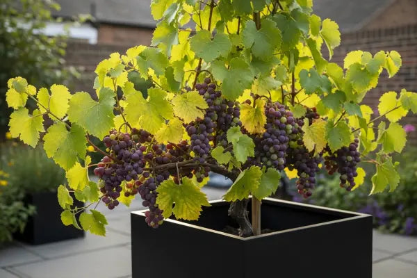 The Enduring World of Grape Vines