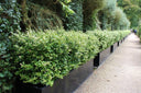 Living Garden Screens: Natural Privacy with Style