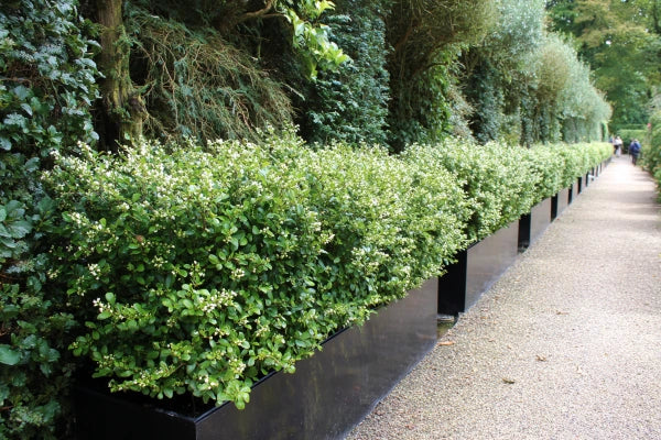 Living Garden Screens: Natural Privacy with Style