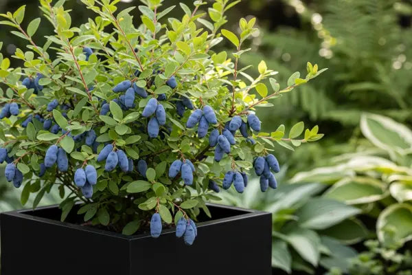 Honeyberries: The Unique, Early-Season Superfruit for Your Garden