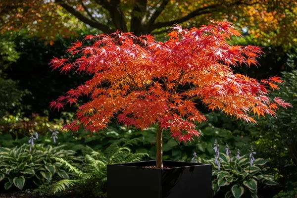 Japanese Acers: Cultivating Seasonal Splendour