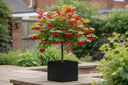 The Versatile Maple: From Syrup to Symbol