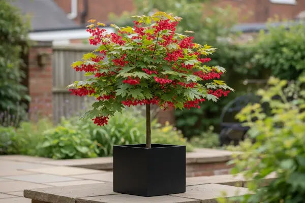 The Versatile Maple: From Syrup to Symbol