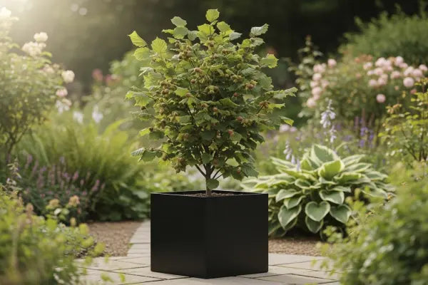 The Wonderful World of Nut Trees