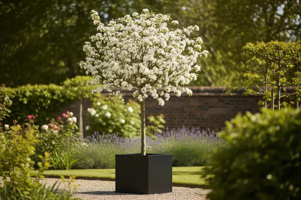 Ornamental Pear Tree: Beauty, Benefits & Problems – Woven Wood