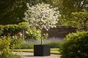 The Ornamental Pear: Beauty, Benefits, and Banes