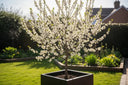 Plum Trees: From Blossom to Bounty