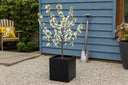 Potted Trees: Bring Colour To Your Space