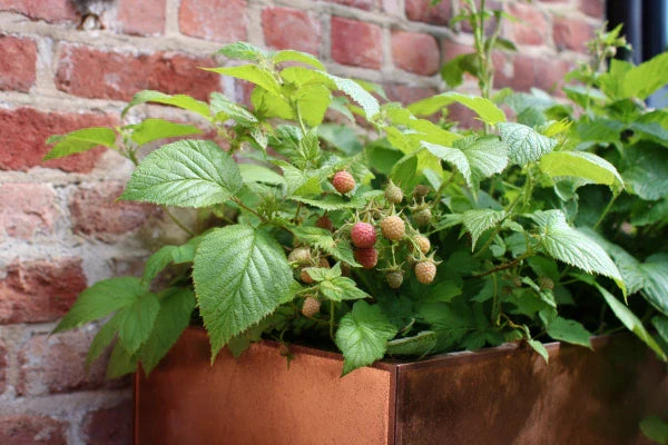 Growing Soft Fruit in Planters