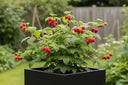Understanding Raspberry Canes: Primocanes and Floricanes