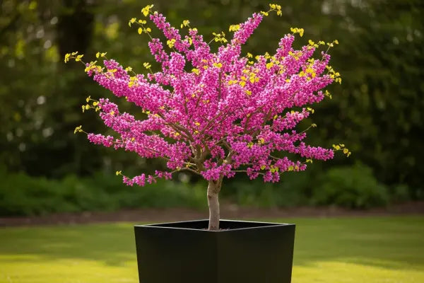 Redbud Trees: Your Guide to Spring's Spectacular Showstoppers