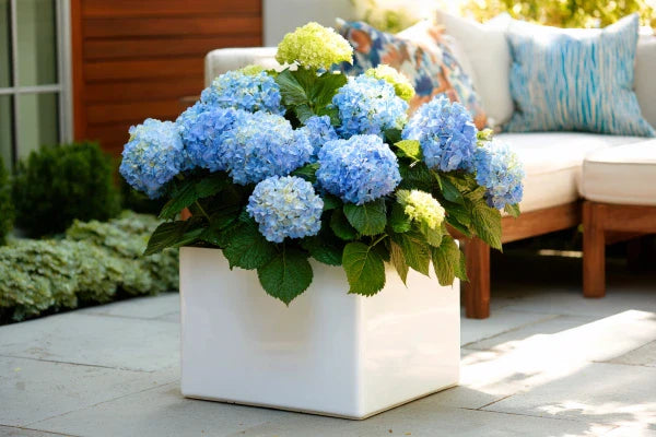 Shrubs in Planters: Structure, Colour, and Year-Round Appeal