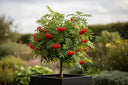 Sorbus: The Beautiful and Beneficial Rowan and Mountain Ash