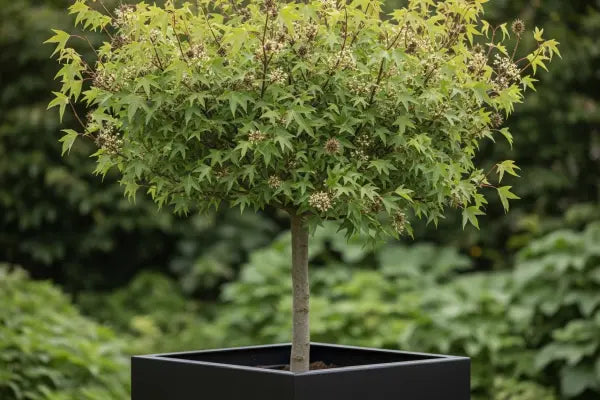 The Sweetgum Tree: Beauty, Bother, and Benefits