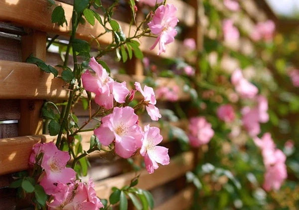 Why Choose a Wooden Trellis Planter?