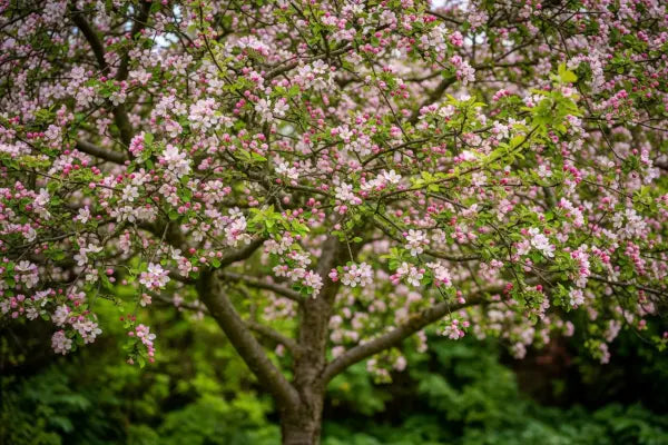 Crabapple Trees