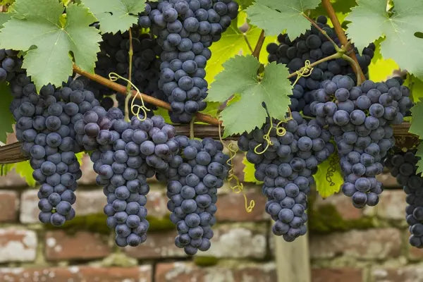 Grape Vines