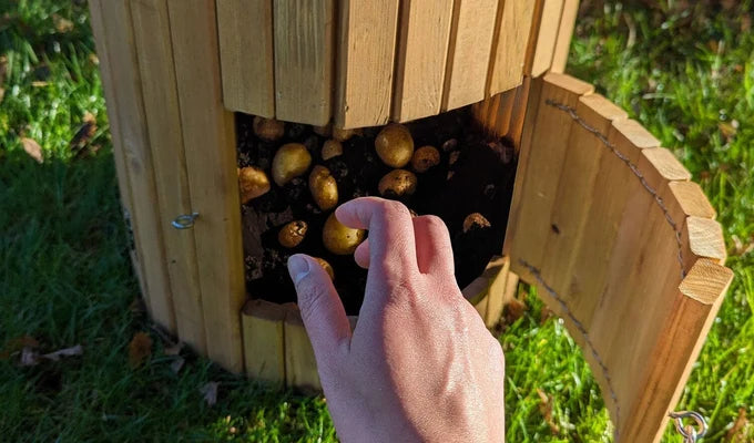 Garden Screening
