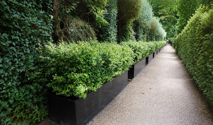 Hedging Plants