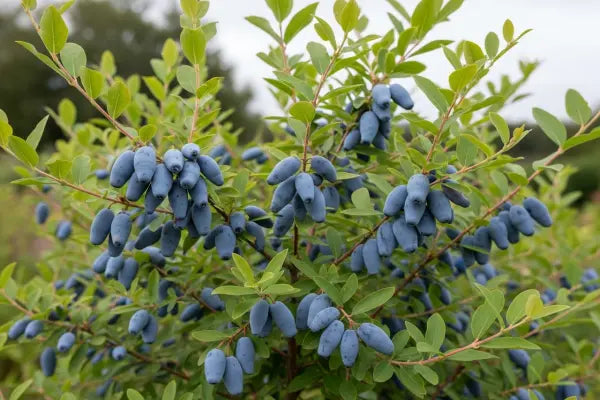 Honeyberry Bushes