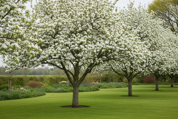 Ornamental Pear Trees