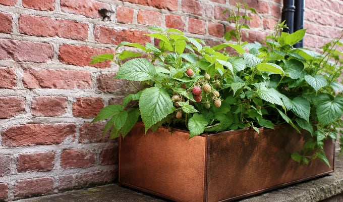 Small Raspberry Plany Raspberry Plants – Woven Wood