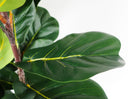 150cm Premium Artificial Fiddle Fig Tree