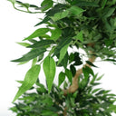 160cm Ruscus Double Twist Trunk Natural Look Japanese Tree