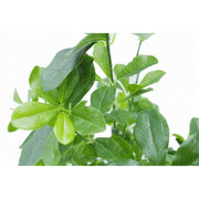 102cm Geranium Aralia (Polyscias Guilfoylei) Artificial Plant Tree