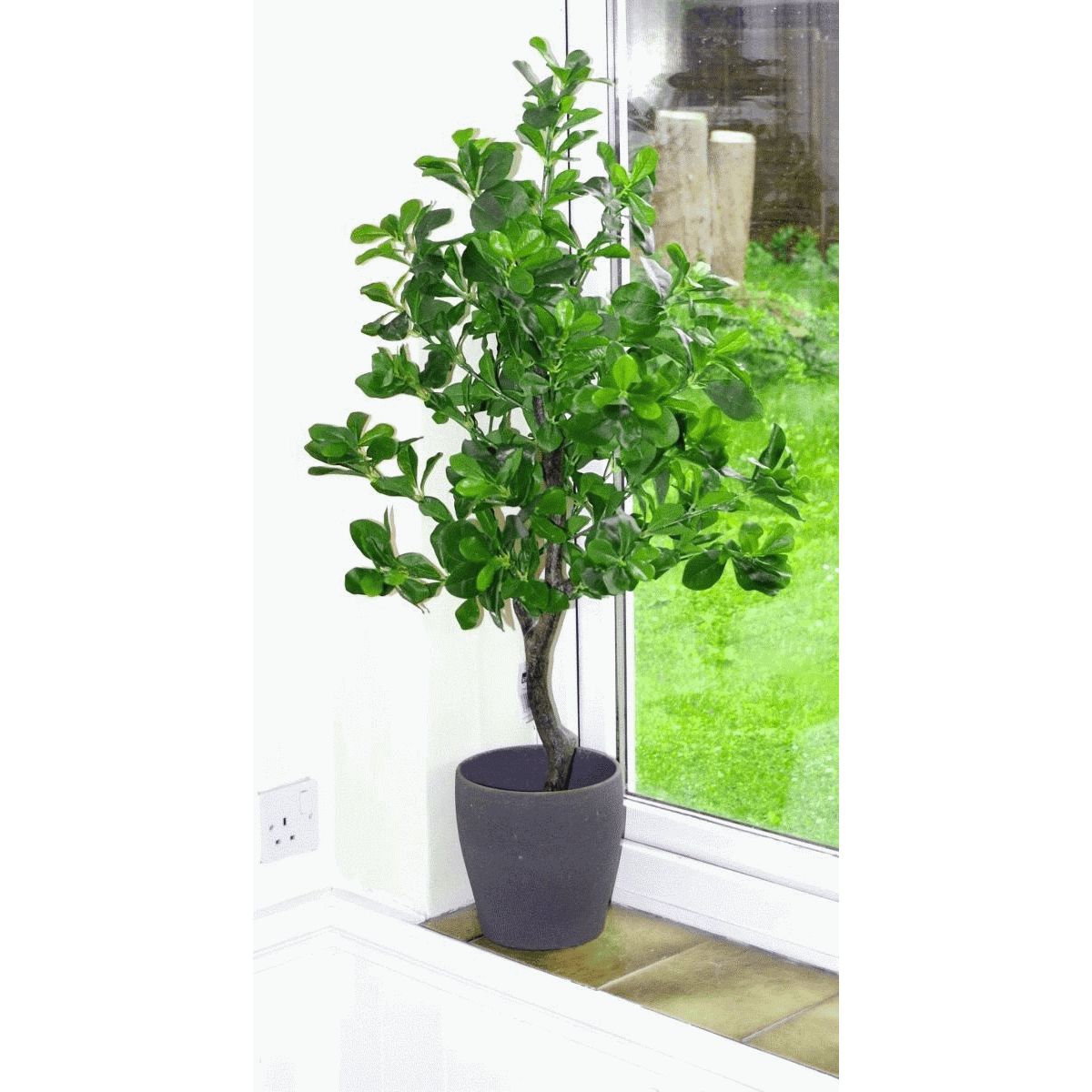 102cm Geranium Aralia (Polyscias Guilfoylei) Artificial Plant Tree
